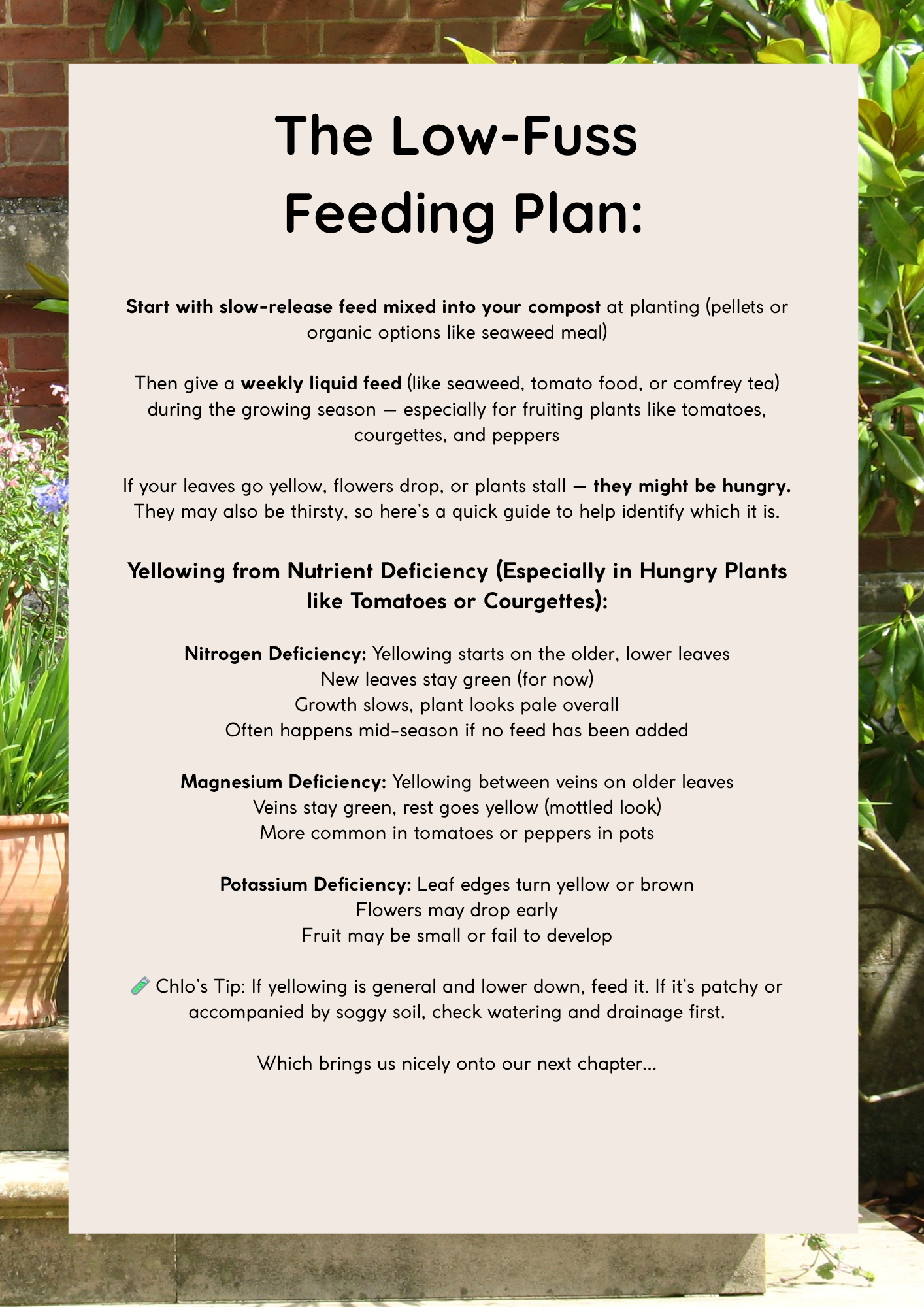 Low fuss plant feeding plant UK growing in containers