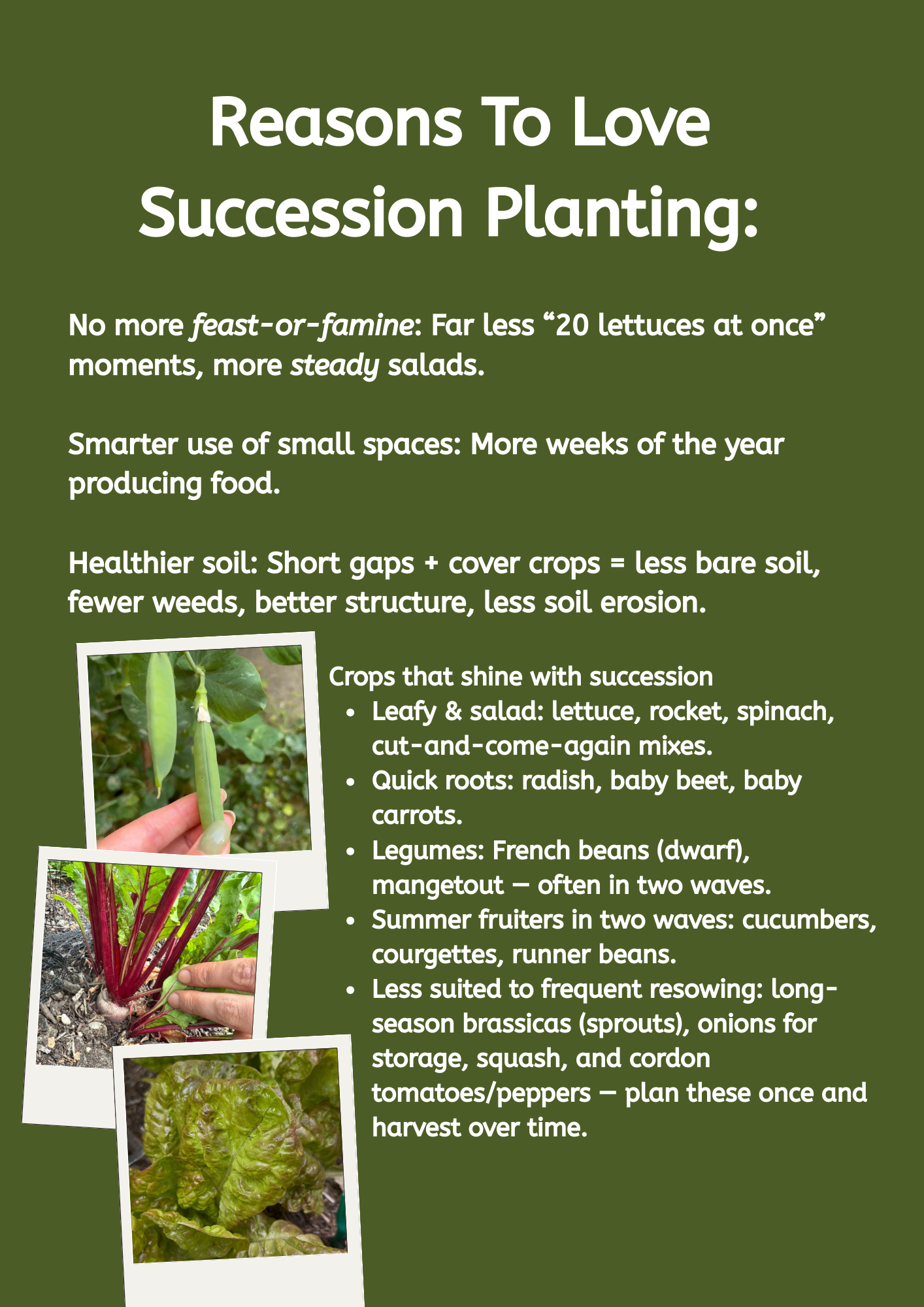 UK Veg Garden & Allotment Succession Planting Playbook - Digital Guide To Planning Multiple Sowings Across The Season PDF