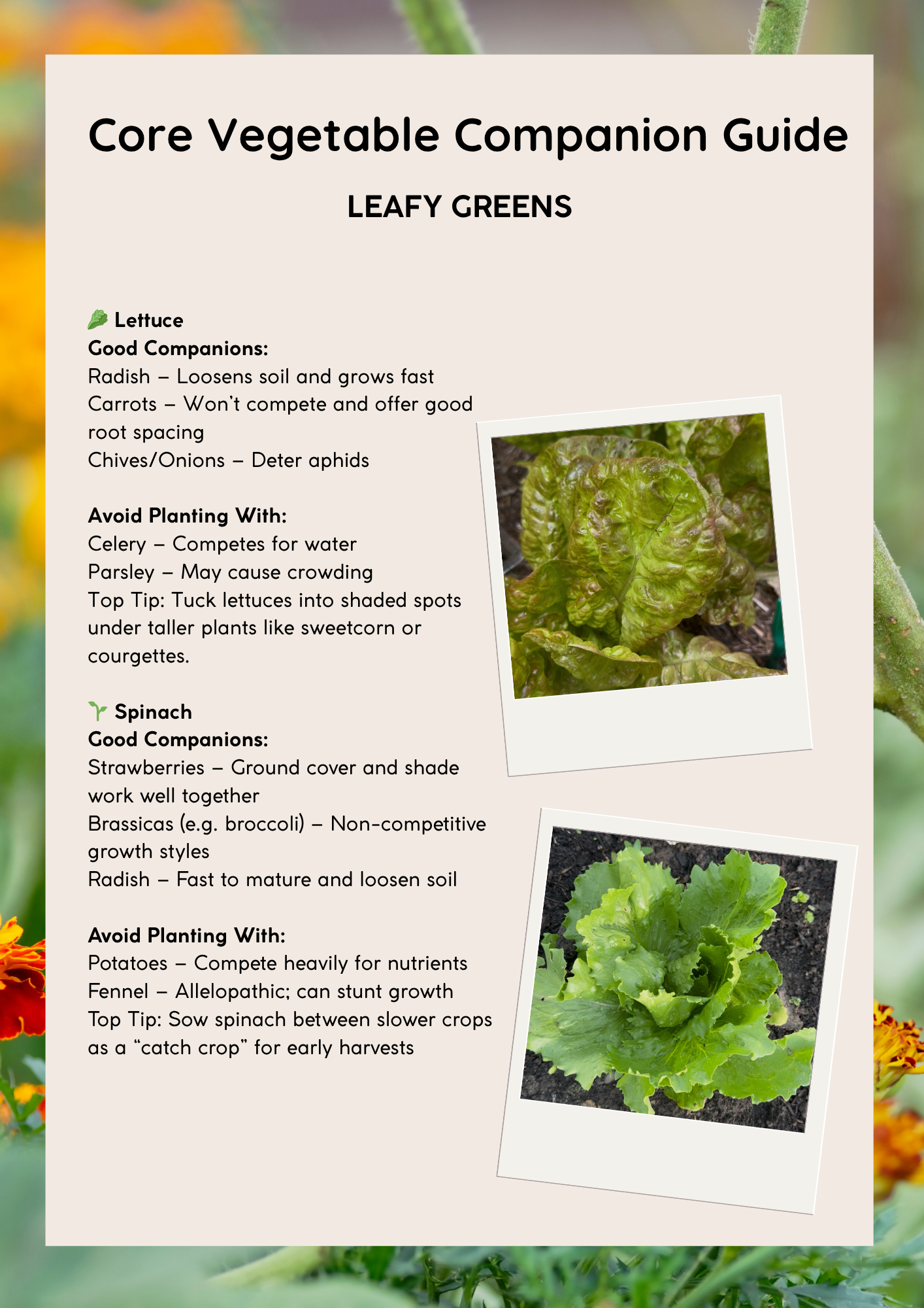 Companion Planting for Beginners – PDF Guide | WildlyChlo® UK Gardening - Which plants to pair together to maximise success