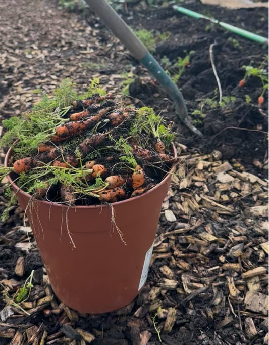 grow carrots in pots 
