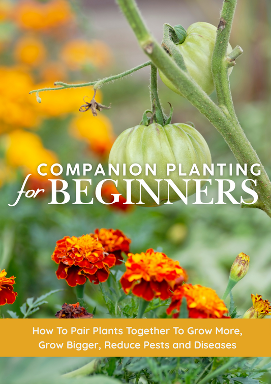 Companion Planting for Beginners – PDF Guide | WildlyChlo® UK Gardening - Which plants to pair together to maximise success