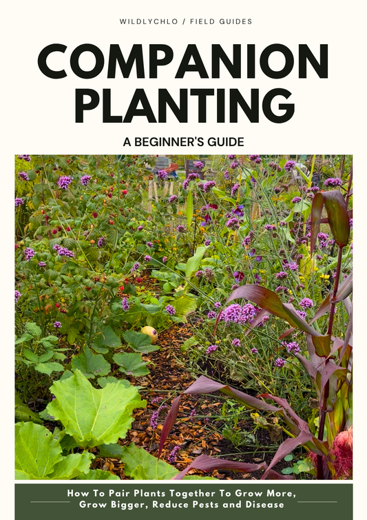 HOW TO GUIDE: Companion Planting for Beginners – PDF Guide | WildlyChlo® UK Gardening - Which plants to pair together to maximise success