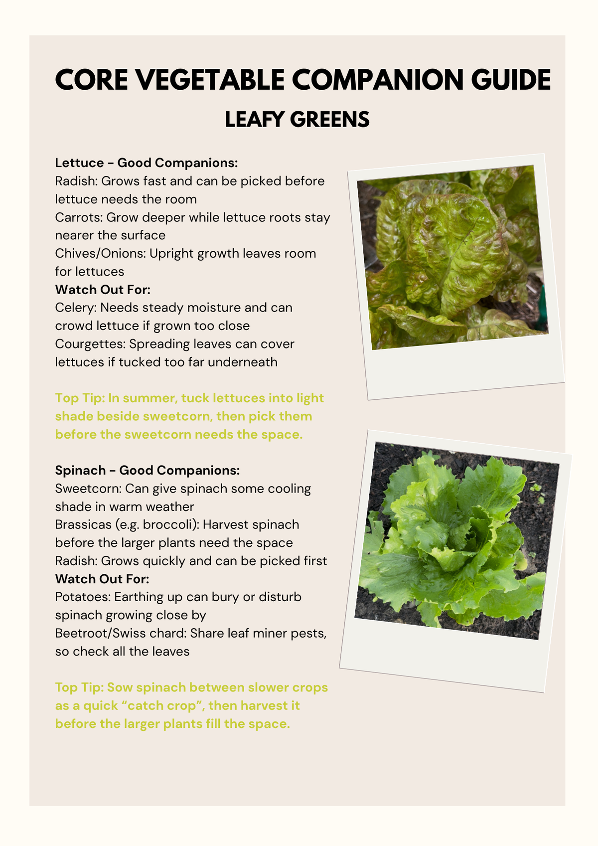 HOW TO GUIDE: Companion Planting for Beginners – PDF Guide | WildlyChlo® UK Gardening - Which plants to pair together to maximise success